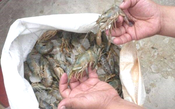 Proceso de cría del camarón de río en ciclo de agua dulce