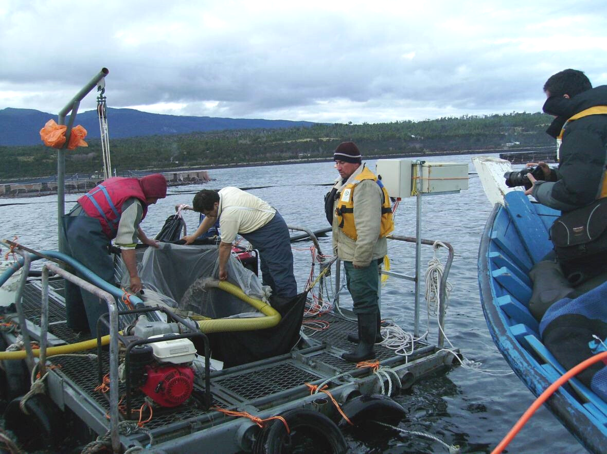 Limpieza de redes de jaulas salmoneras in situ